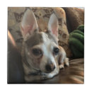 Suche nach chihuahua fliesen Hunde