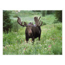 Recherche de grenier posters Animal