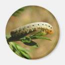 Recherche de herbivore magnets Nature