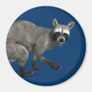 Suche nach raccoon magnete Bewusstsein