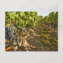 Recherche de sauvignon Ferme