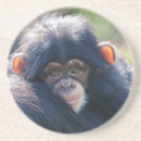 Suche nach schimpanse an untersetzer Dschungel