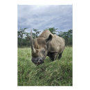 Recherche de rhinocéros noir posters Animal