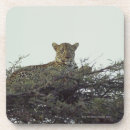 Suche nach am niedrigsten untersetzer Wild lebende tiere