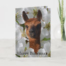 Suche nach wollig postkarten Tier