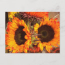 Suche nach orange sonnenblume postkarten Sonnenblumen