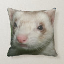 Suche nach ferret kissen Frettchen