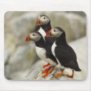 Recherche de atlantique tapis souris Oiseau