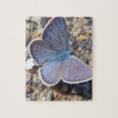 Recherche de papillons bleus puzzles Mignon