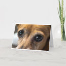 Suche nach hundeauge Traurig