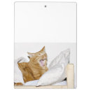 Recherche de chat tigré orange Minou