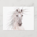 Recherche de crinières cartes postales Équestre