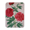 Suche nach pfingstrose magnete Blumen