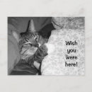 Suche nach hübsche katze postkarten Katzenliebhaber