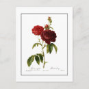 Suche nach vintage rose postkarten Darstellung