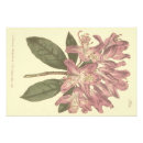 Suche nach vintage botanische illustration poster Rosa