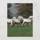 Suche nach araber postkarten Bob sprache