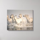 Suche nach saintes maries de la mer kunst Pferd