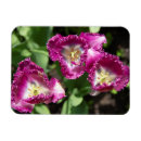 Recherche de tulipes pourpres magnets Photographie