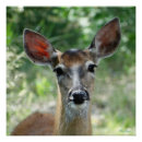 Suche nach weibchen poster Hirsch