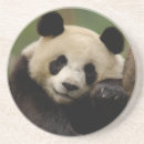 Recherche de habitat dessous de verres Animal