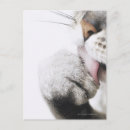 Recherche de pince cartes postales Chat