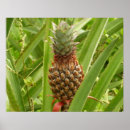 Suche nach tropische frucht poster Ananas