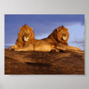 Suche nach savanne poster Wild