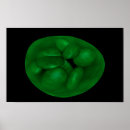 Recherche de chloroplast poster Objet unique