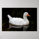 Recherche de cardiff posters Nature