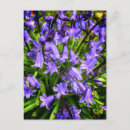 Recherche de fleur violette cartes postales Toute personne