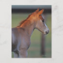 Suche nach quarter horse postkarten Fohlen