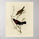 Suche nach rote vögel poster Vogelvogel