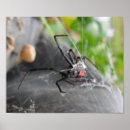 Recherche de araignée veuve noire posters Déplaisant
