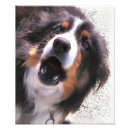 Recherche de colley posters Collie bore