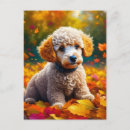 Suche nach apricot postkarten Hund