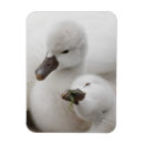 Recherche de bouche magnets Faune