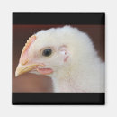 Suche nach weich magnete Vogel