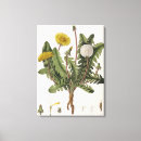 Suche nach löwenzahn poster leinwandbilder Botanisch