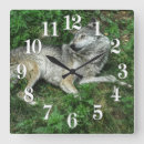 Recherche de repos photographie Loup