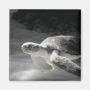 Suche nach schildkröten magnete Tiere
