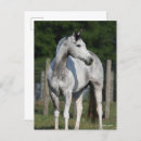 Suche nach quarter horse postkarten Rasse