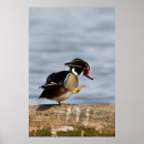 Recherche de sponsa posters Superstock