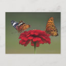 Recherche de fritillaire cartes postales Faune