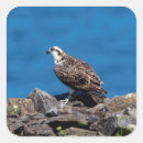 Recherche de balbuzard autocollants Nature