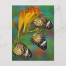 Recherche de papillon tropical cartes postales Nature