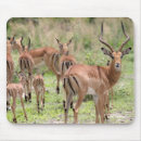 Suche nach tierfotos mousepads Wilde tiere