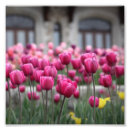 Recherche de rose de valentine posters Violet