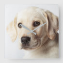 Suche nach goldener labrador poster Baby