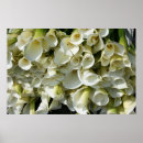 Suche nach plantagen poster Blume